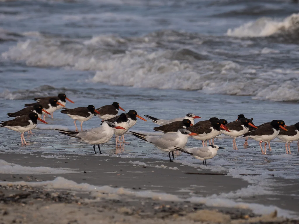 Tybee Island North Beach Field Trip and Shorebird Survey