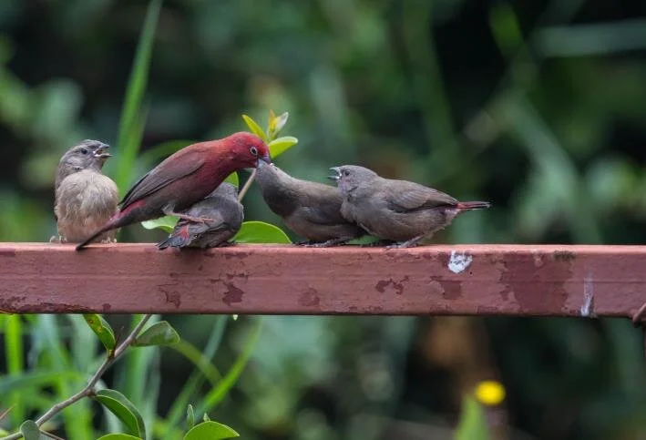OAS Public Meeting: Accidental Birder in Kenya by Leslie Weichsel
