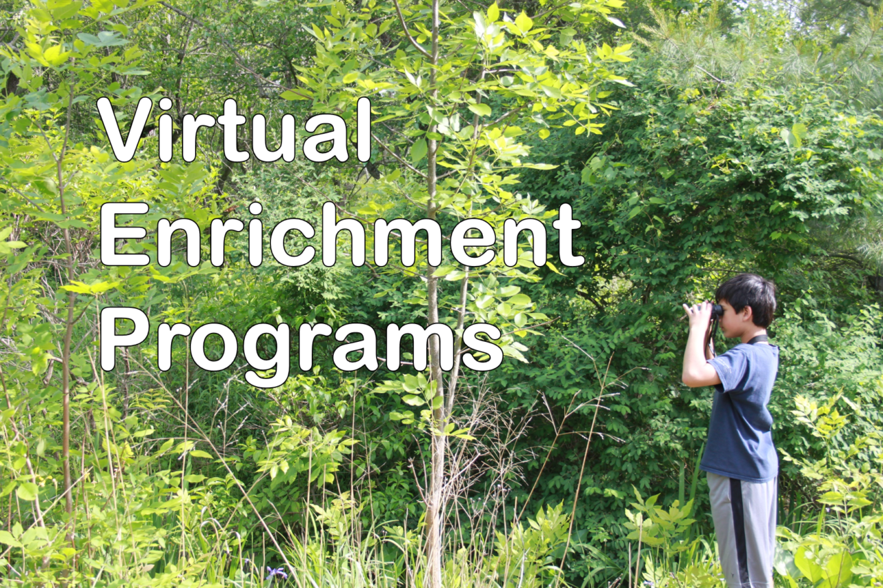 the Cornell Lab K-12 Education - Virtual Enrichment Programs