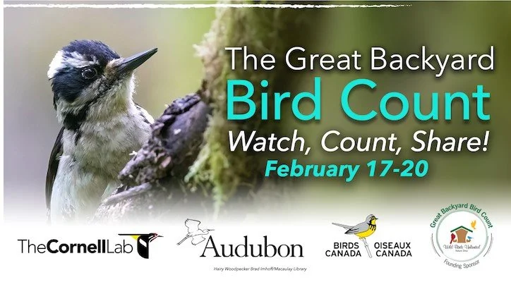 Great Backyard Bird Count (GBBC) — Ogeechee Audubon Society