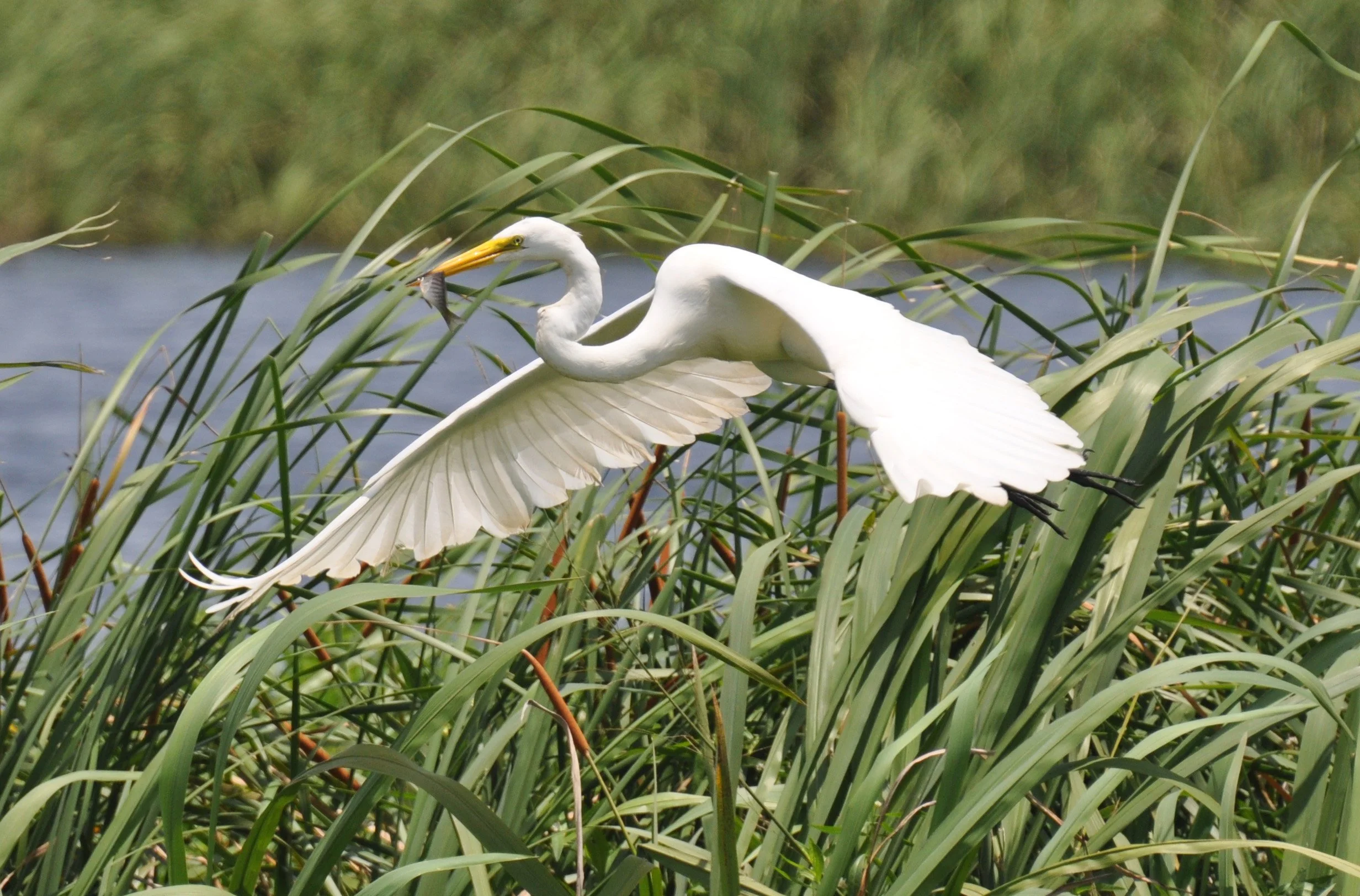 Great Egret wFish SWF 6-13-09.jpg