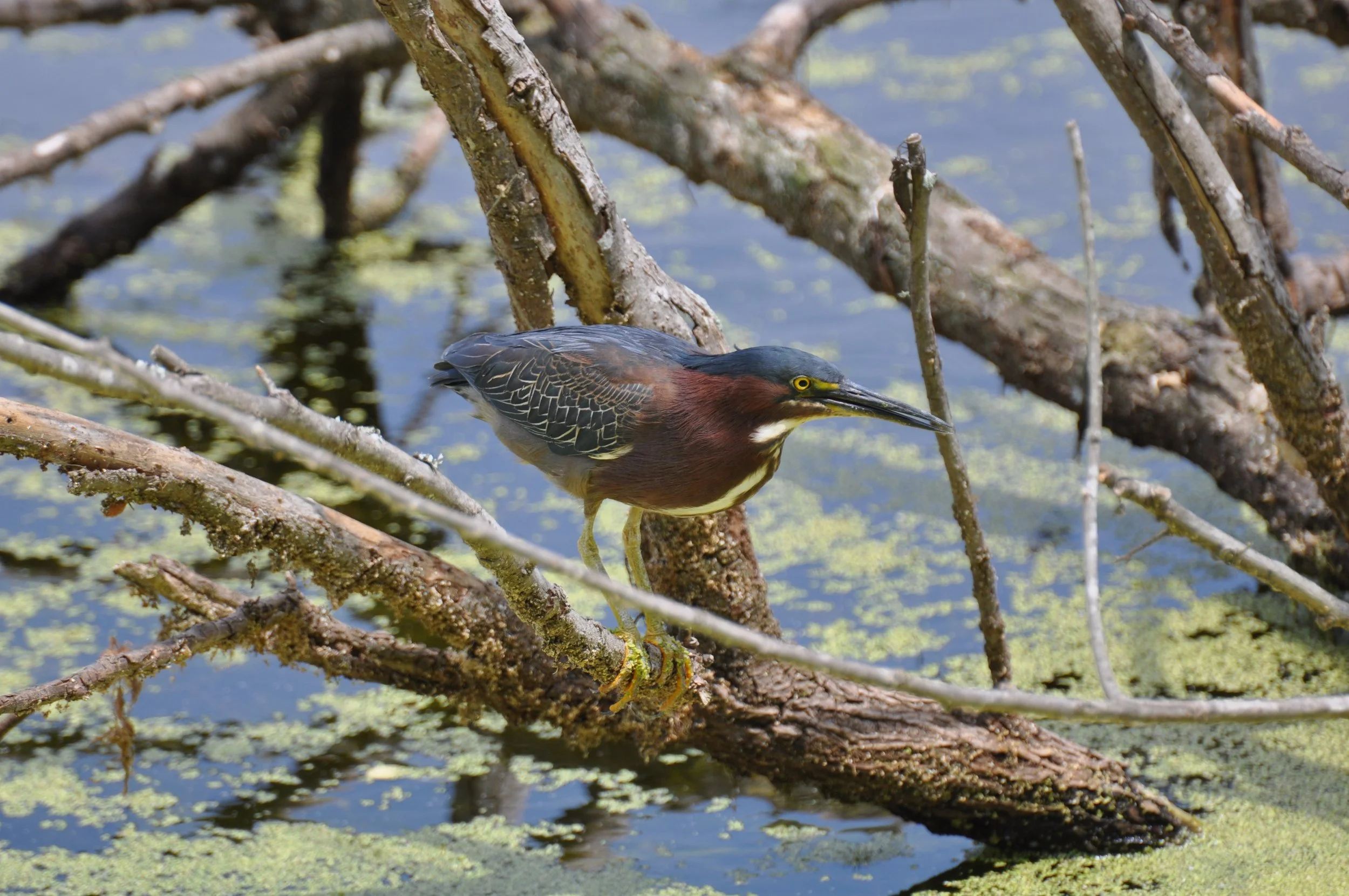 Green Heron wBug HNWR 5-3-09.jpg