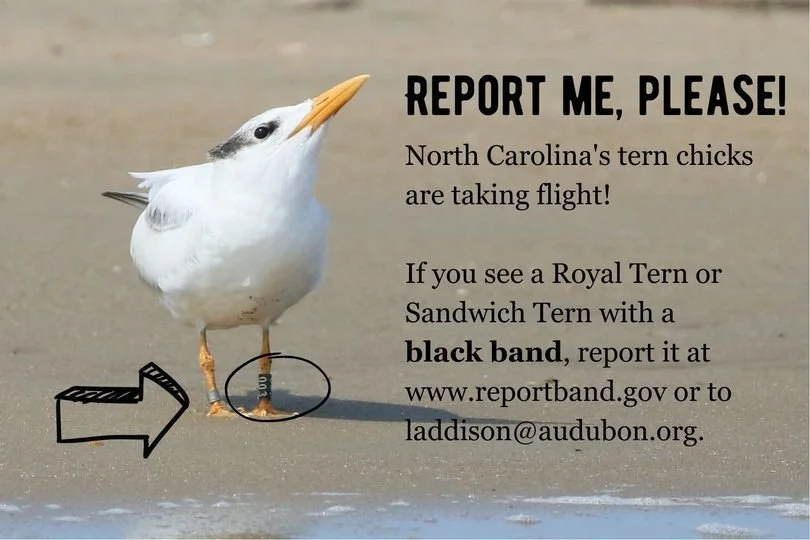 How to report banded seabirds 2  (black bands with white letters)