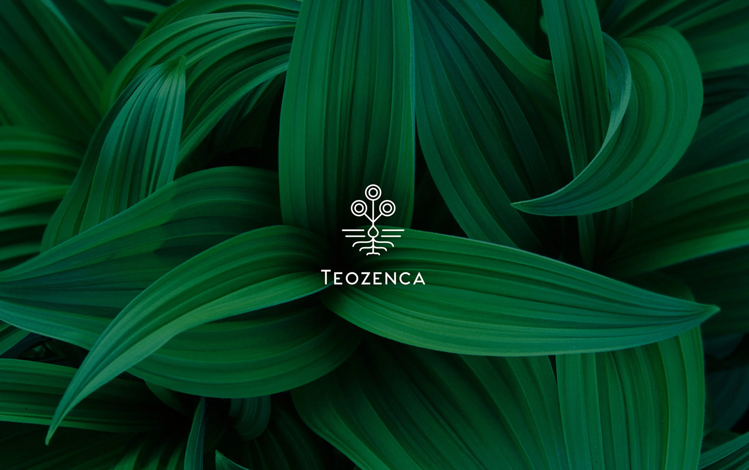 Teozenca is a young and pioneering brand that seeks to bring organic and hydroponic groceries to homes, with the intention of making the “healthy lifestyle” easier. Their goal is to create and innovate in technology to benefit others, the environment and the industrial process.