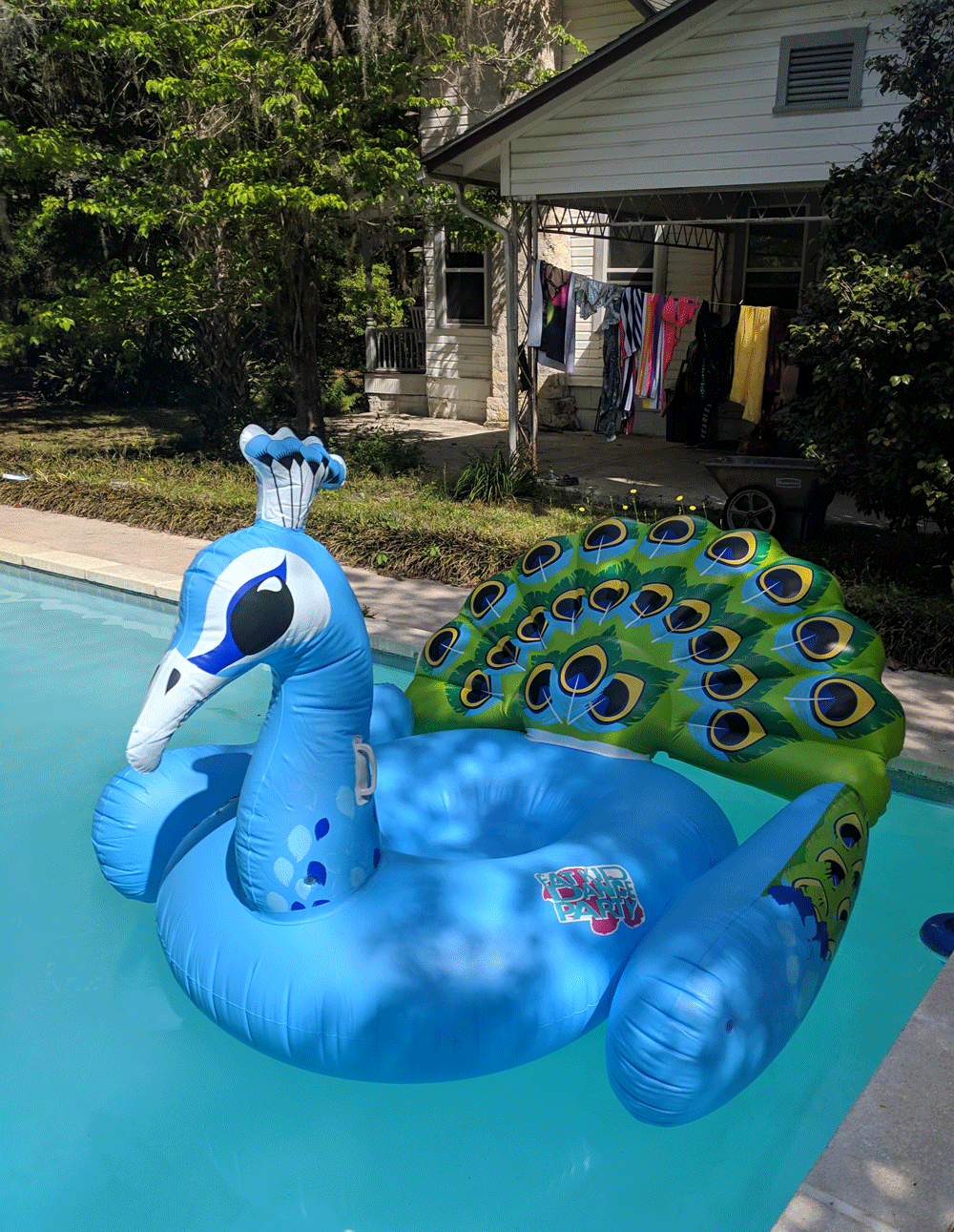 Open Letter About the Fat Mermaid/Merfolks/Sea Creatures Camp