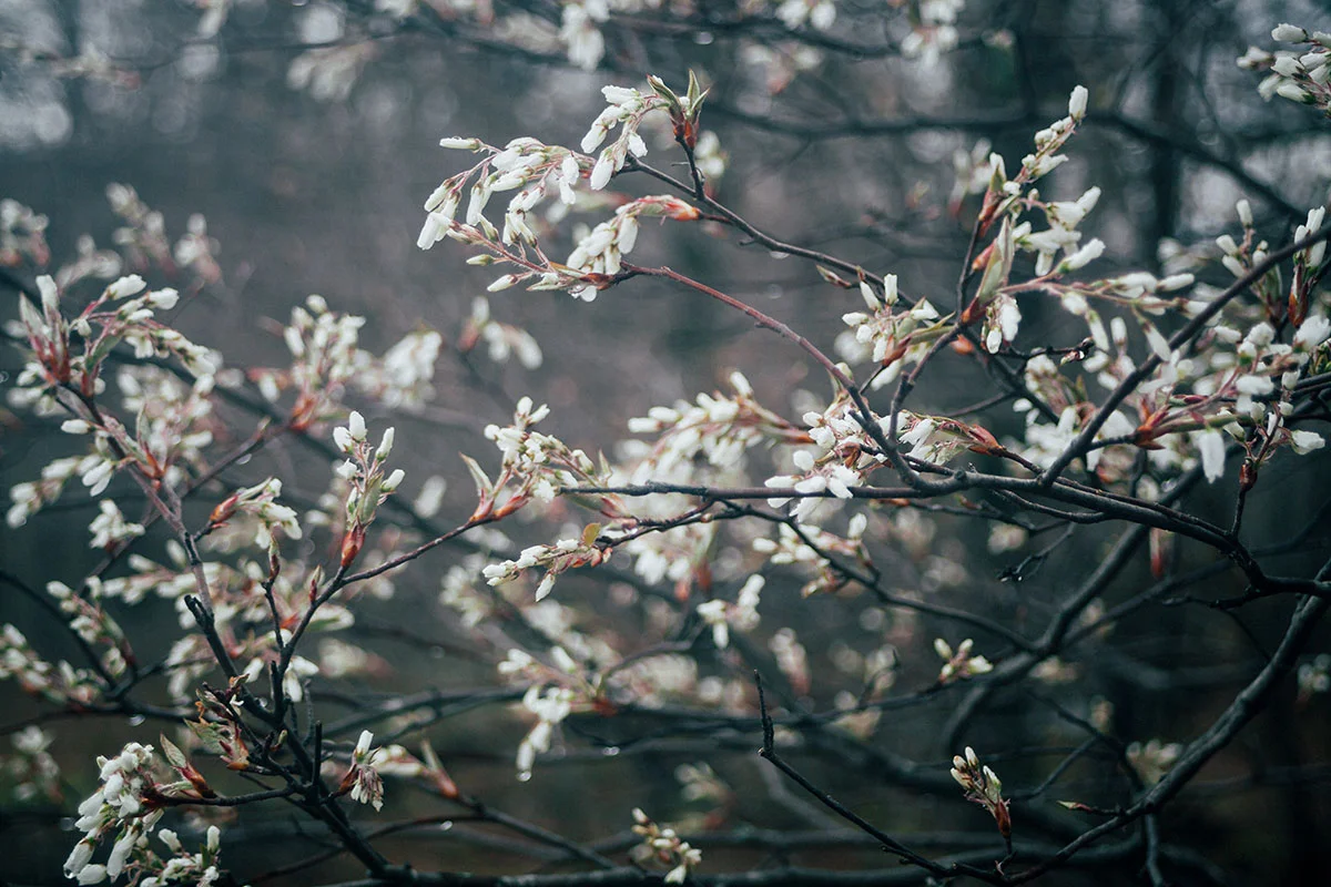 wild-cherry-blossom.jpg
