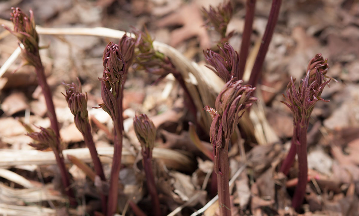 peonie-sprouts.jpg