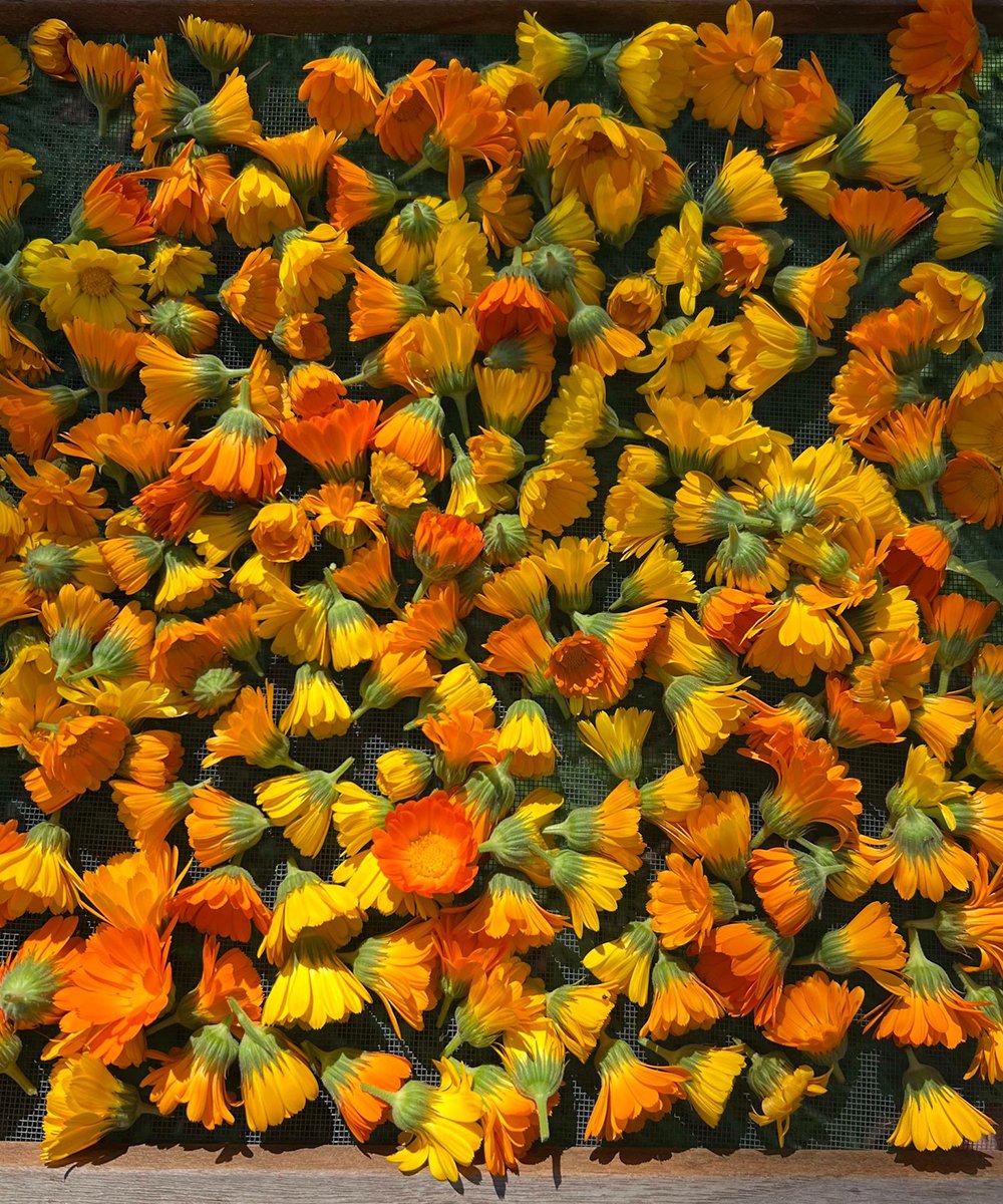calendula-mina-teslaru-bellfire.jpg