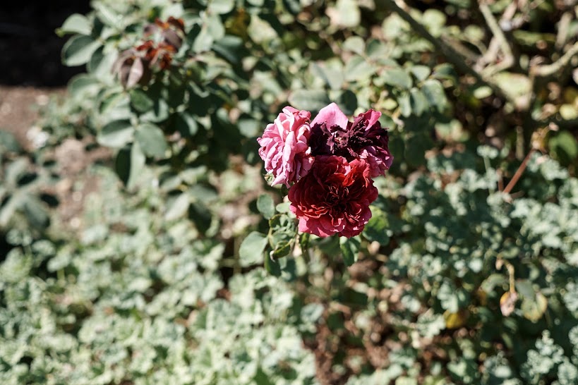 AG2017-Huntington_1110856a.jpg