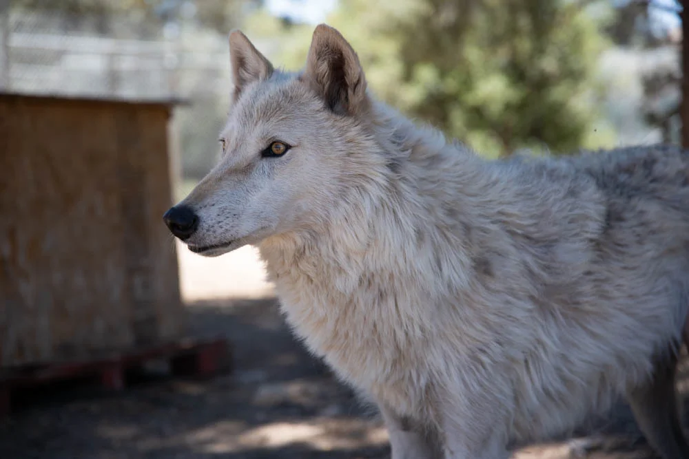 willow, wolves.jpg