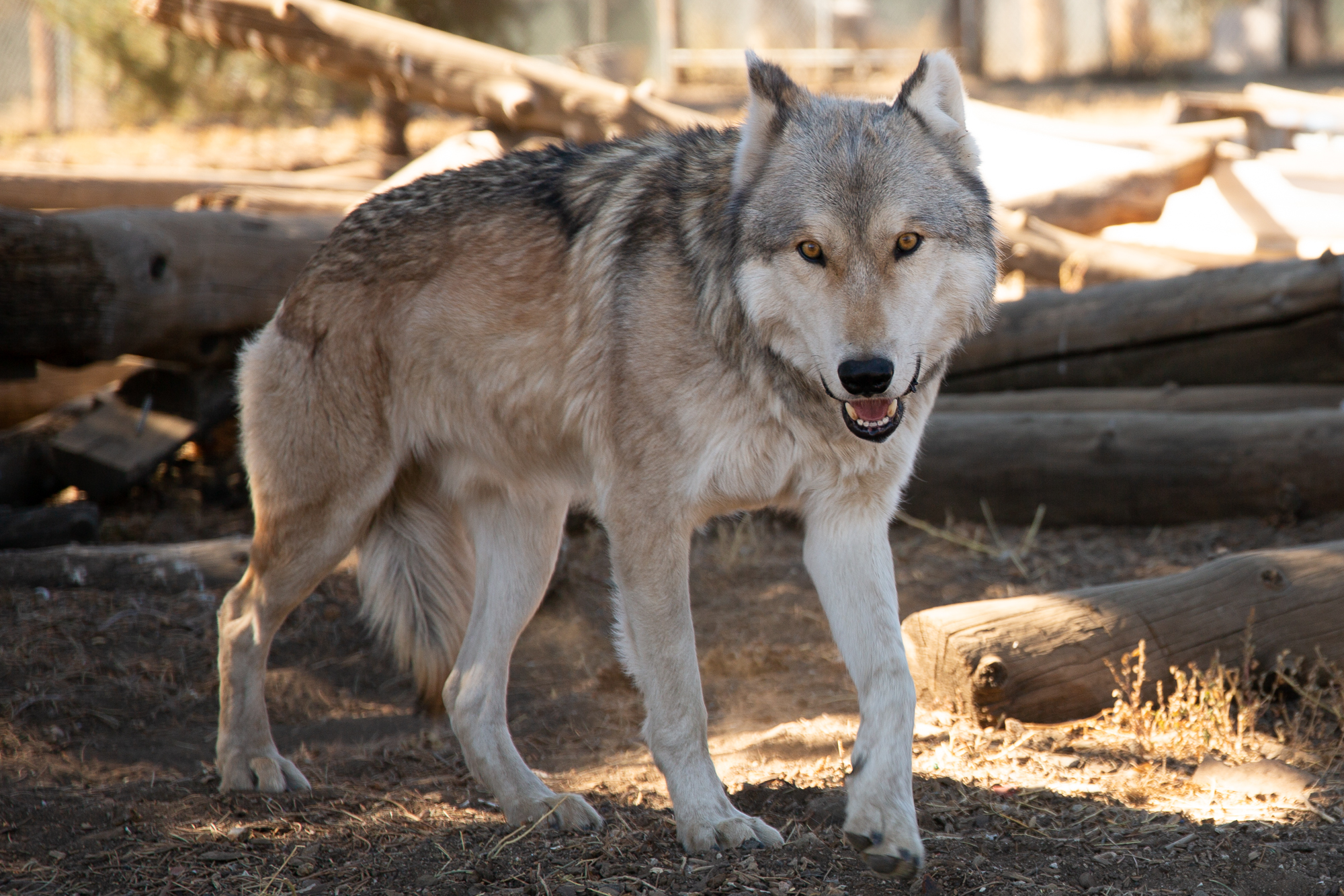 are wolfdogs safe