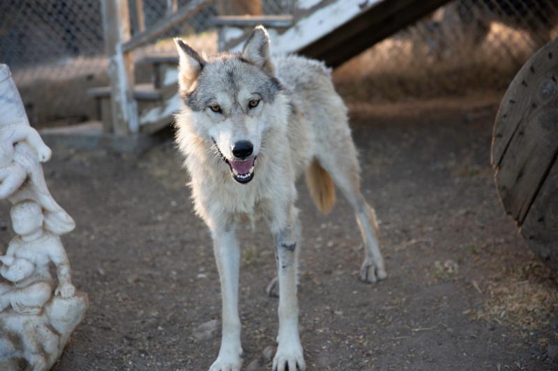 Twiggy, when she first arrived at LARC.
