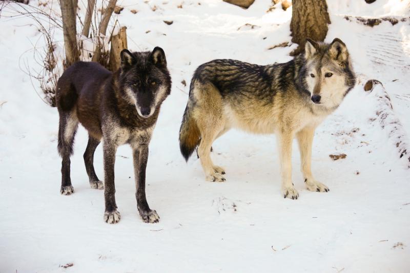 Texas Red, now called Ember, with her new friend Ahote at W.O.L.F. Sanctuary in Colorado.