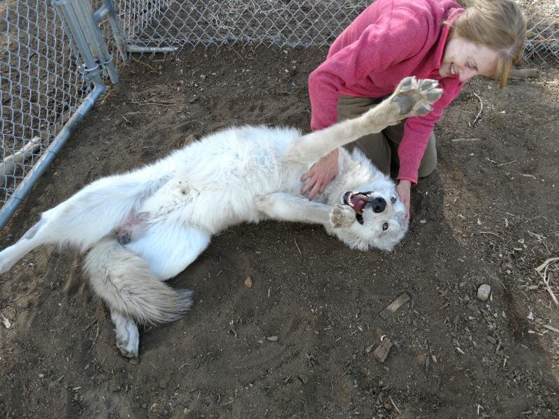 Dr. Lindner plays with Apache shortly after he was rescued and brought to LARC.