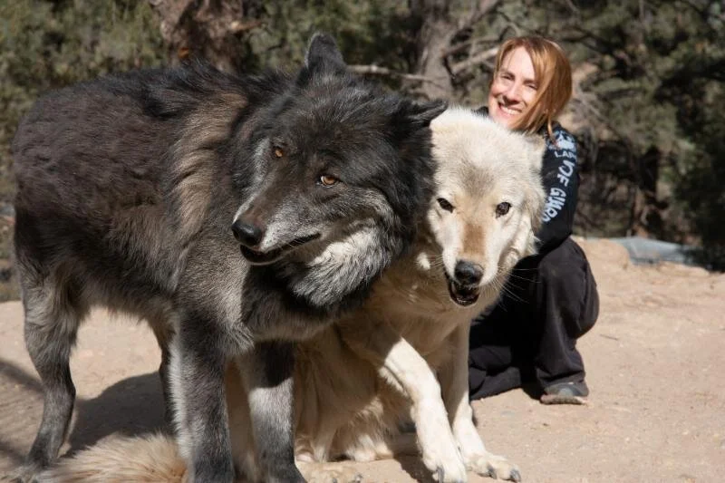 Samson and Harmony are both senior wolves and make such a happy pair!