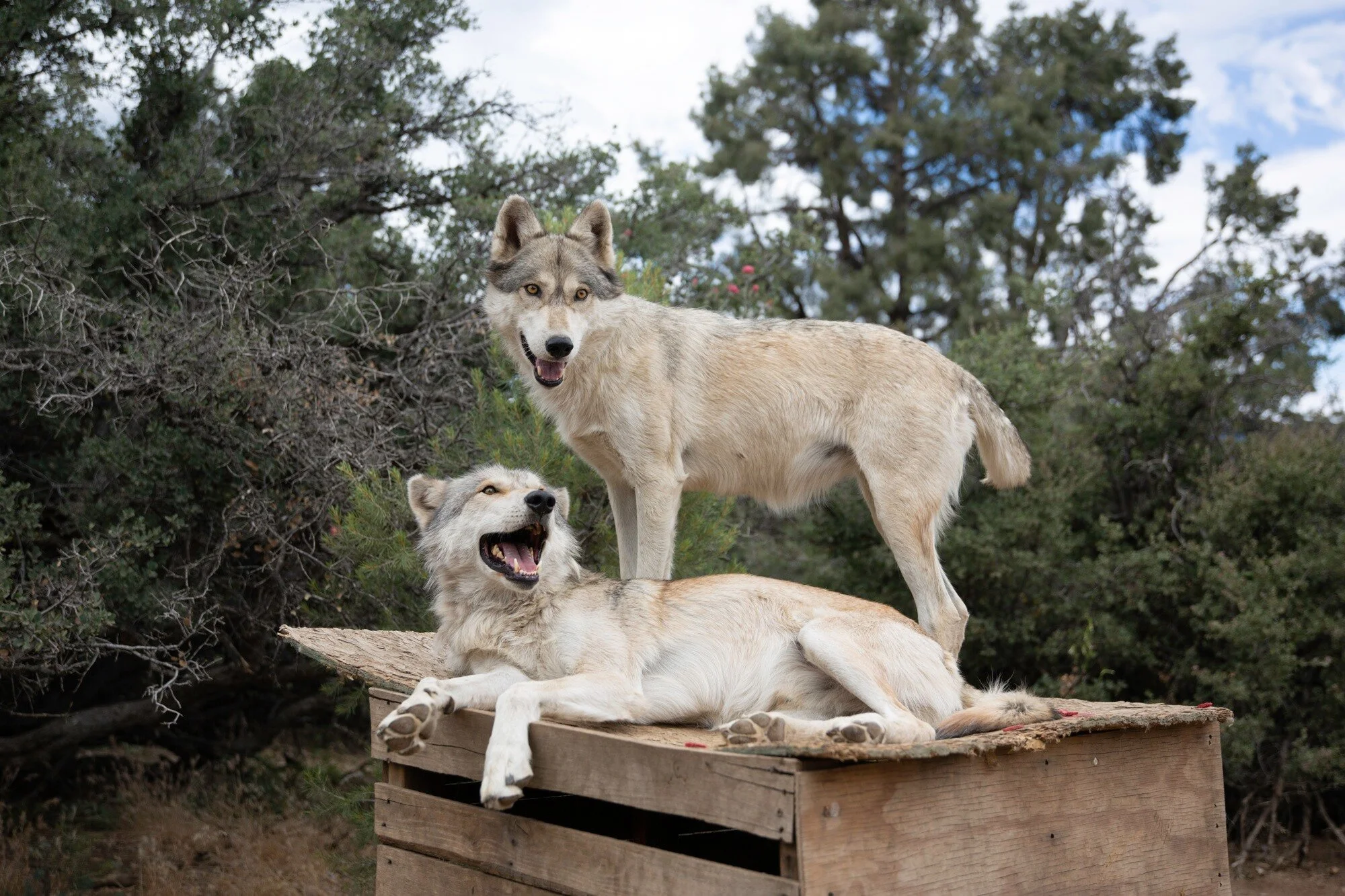 wolf.jpg