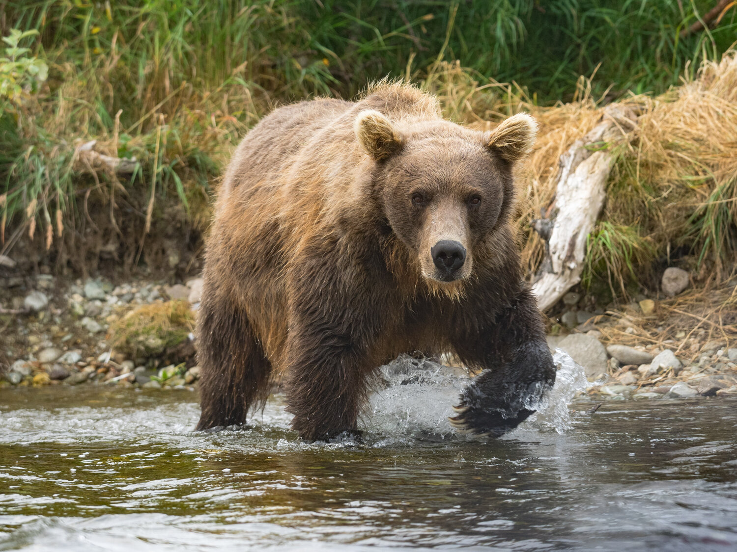 Grizzly bear