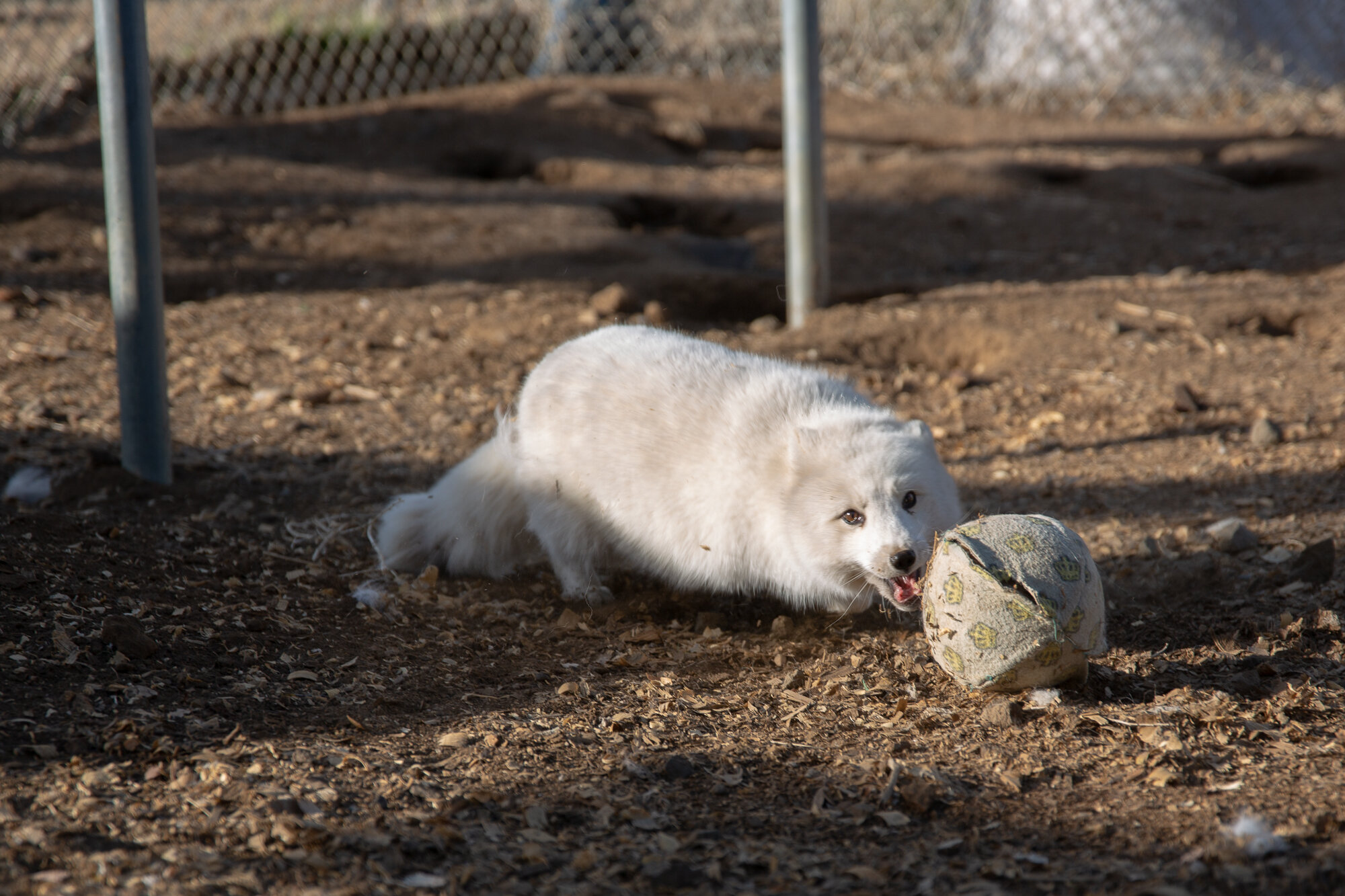 gandalf and ball.jpg