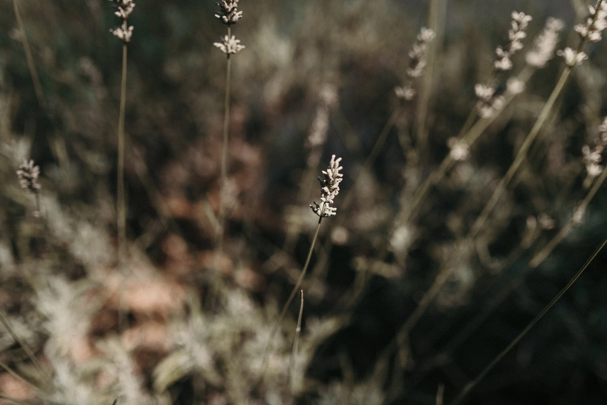 ANDREA DAVE OPAL LABS WEDDINGS NOMAD FILMS CROATIA ZAGREB  (12 of 166).JPG