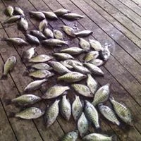 IMAGE OF FISH ON DOCK