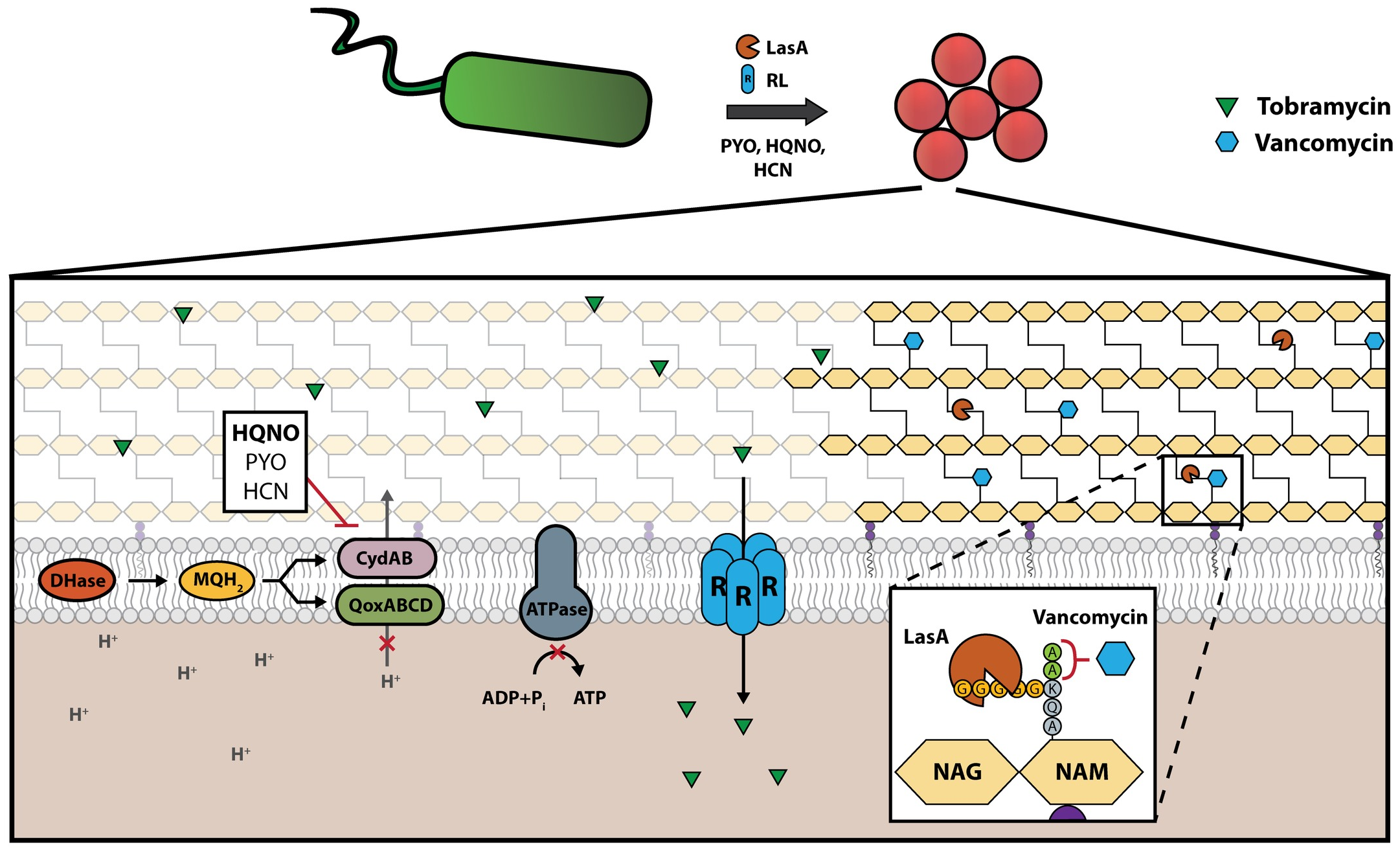 Pseudomonas aeruginosa exoproducts determine antibiotic efficacy against Staphylococcus aureus.