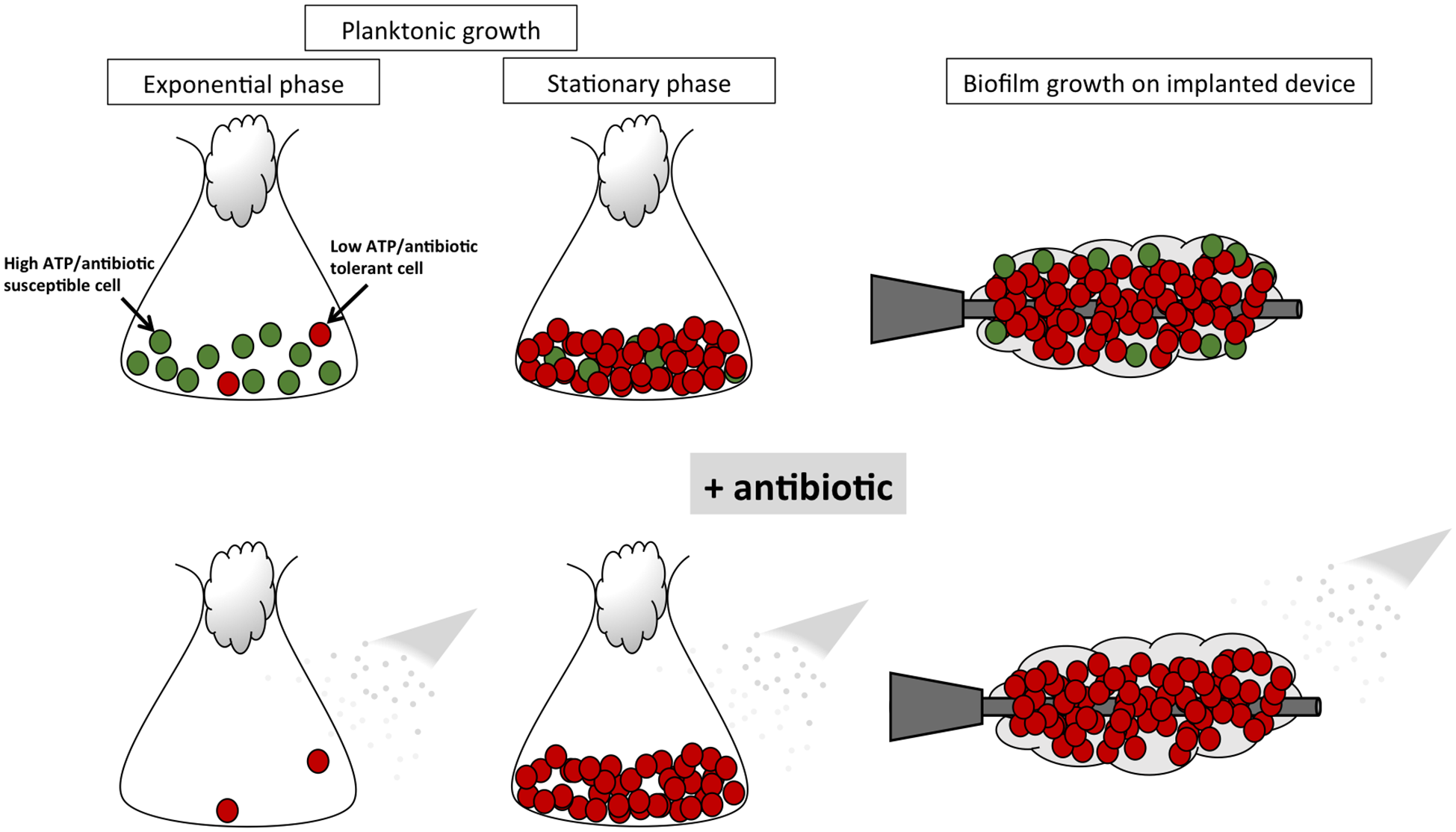 Convergence of Staphylococcus aureus Persister and Biofilm Research: Can Biofilms Be Defined as Communities of Adherent Persister Cells?