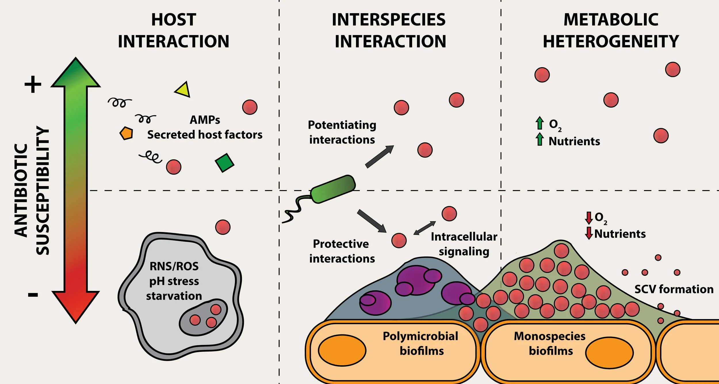 Antibiotic efficacy in the complex infection environment.