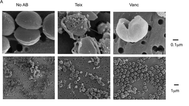 Dual Targeting of Cell Wall Precursors by Teixobactin Leads to Cell Lysis