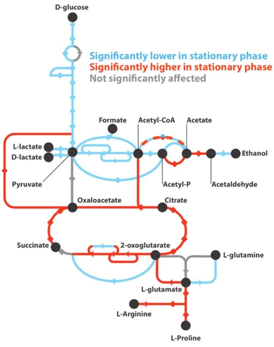 Stochastic Variation in Expression of the Tricarboxylic Acid Cycle Produces Persister Cells