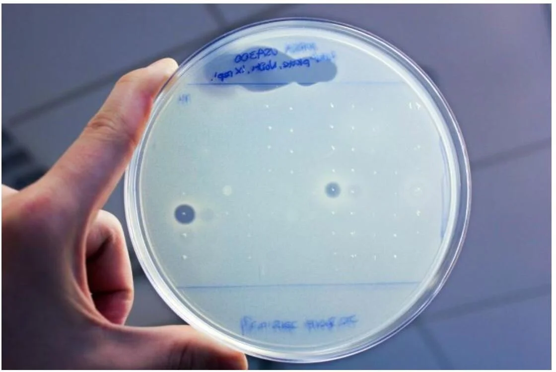  Bacteria Mix Can Boost or Bust Antibiotic Resistance