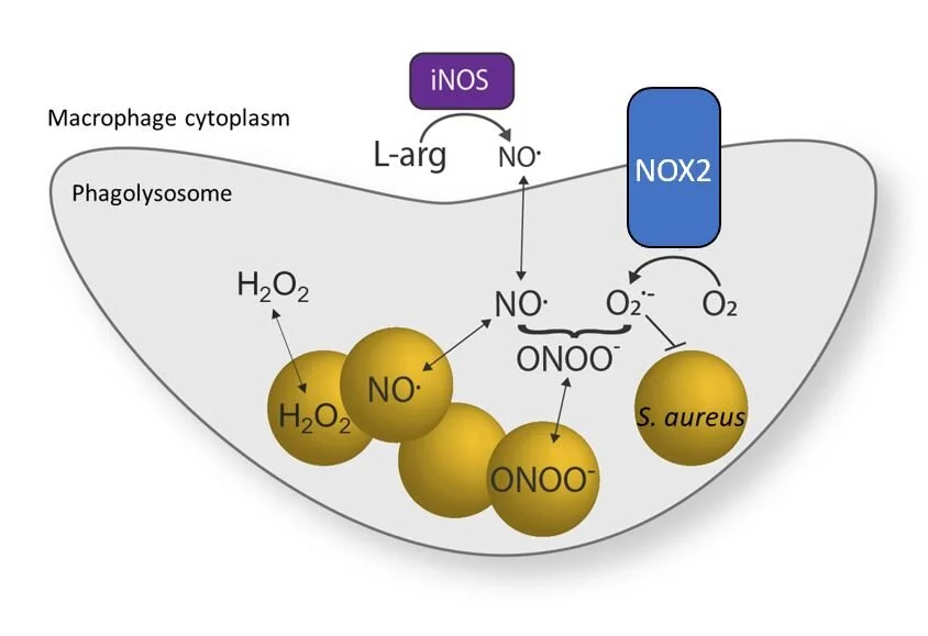Macrophage-produced peroxynitrite induces antibiotic tolerance and supersedes intrinsic mechanisms of persister formation