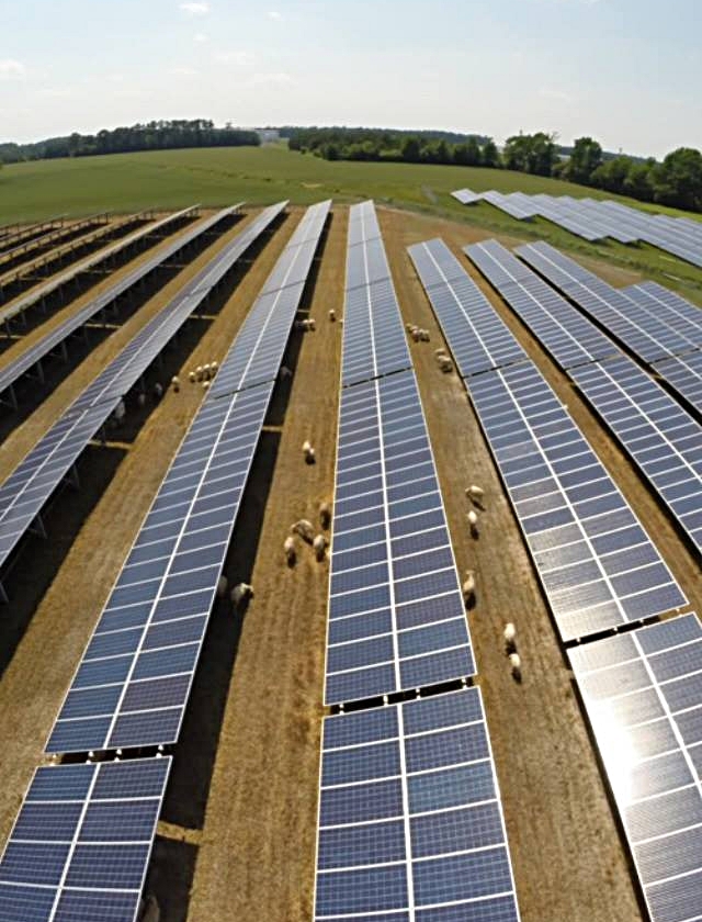 Solar Sheep.jpg