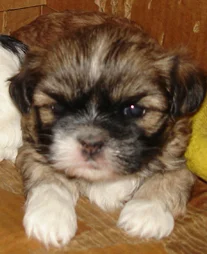 vegaspuppy2.jpg