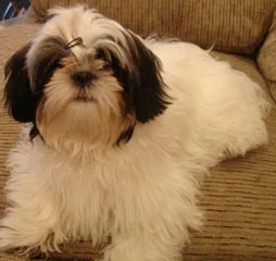Bandi