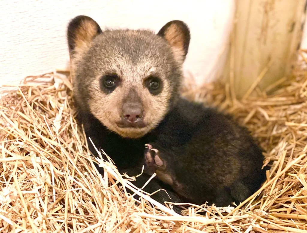 Cub Camp: Mallory James Voiceover