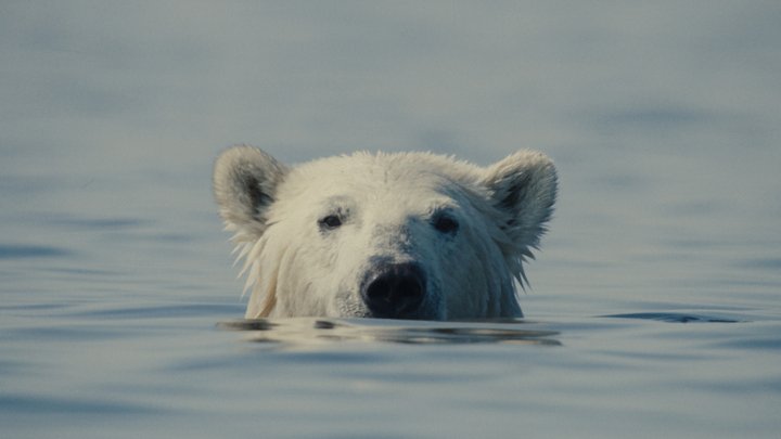 Nuisance Bear: Voiceover and Interviews