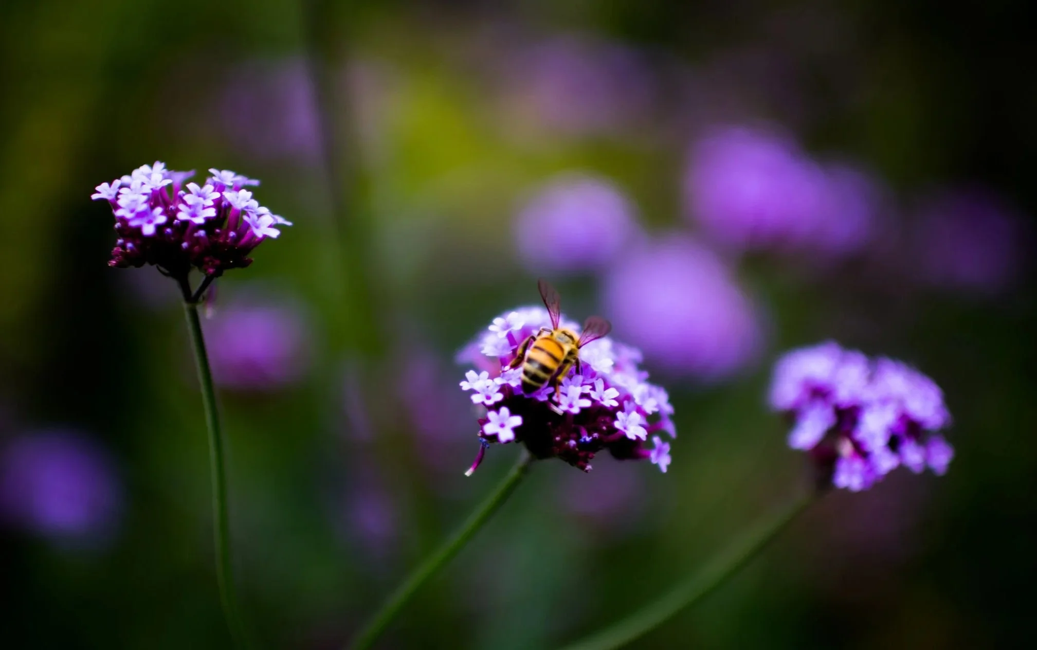 _MG_2771+copy.jpg