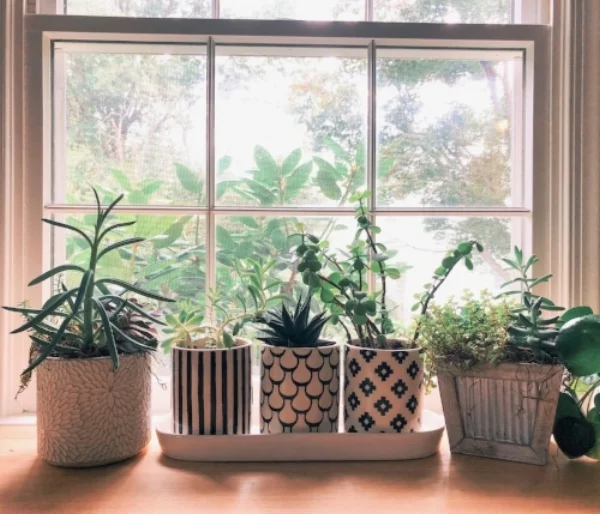 sustainable living.jpeg