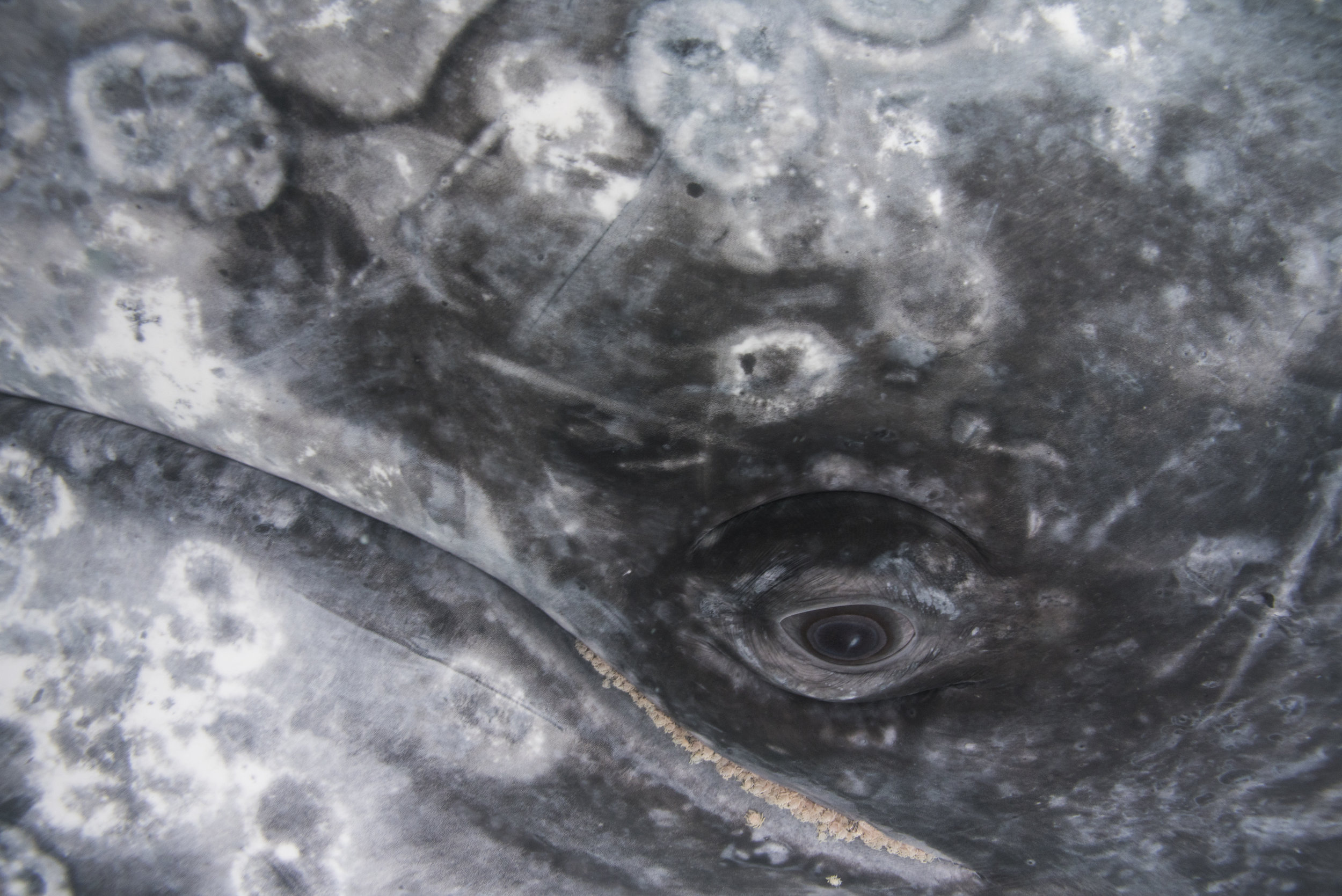 Gray Whale Scammon’s Lagoon Baja California