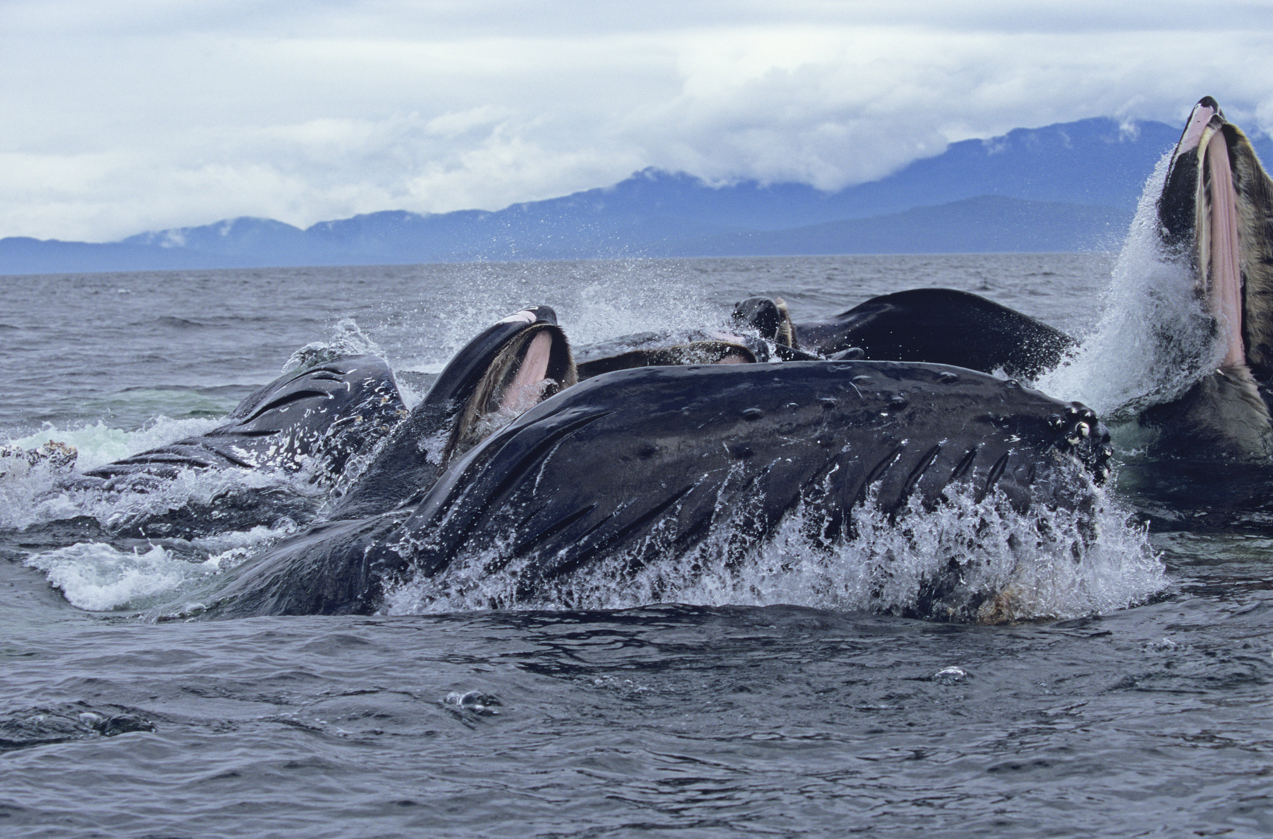 HUMPBACK_32.jpg