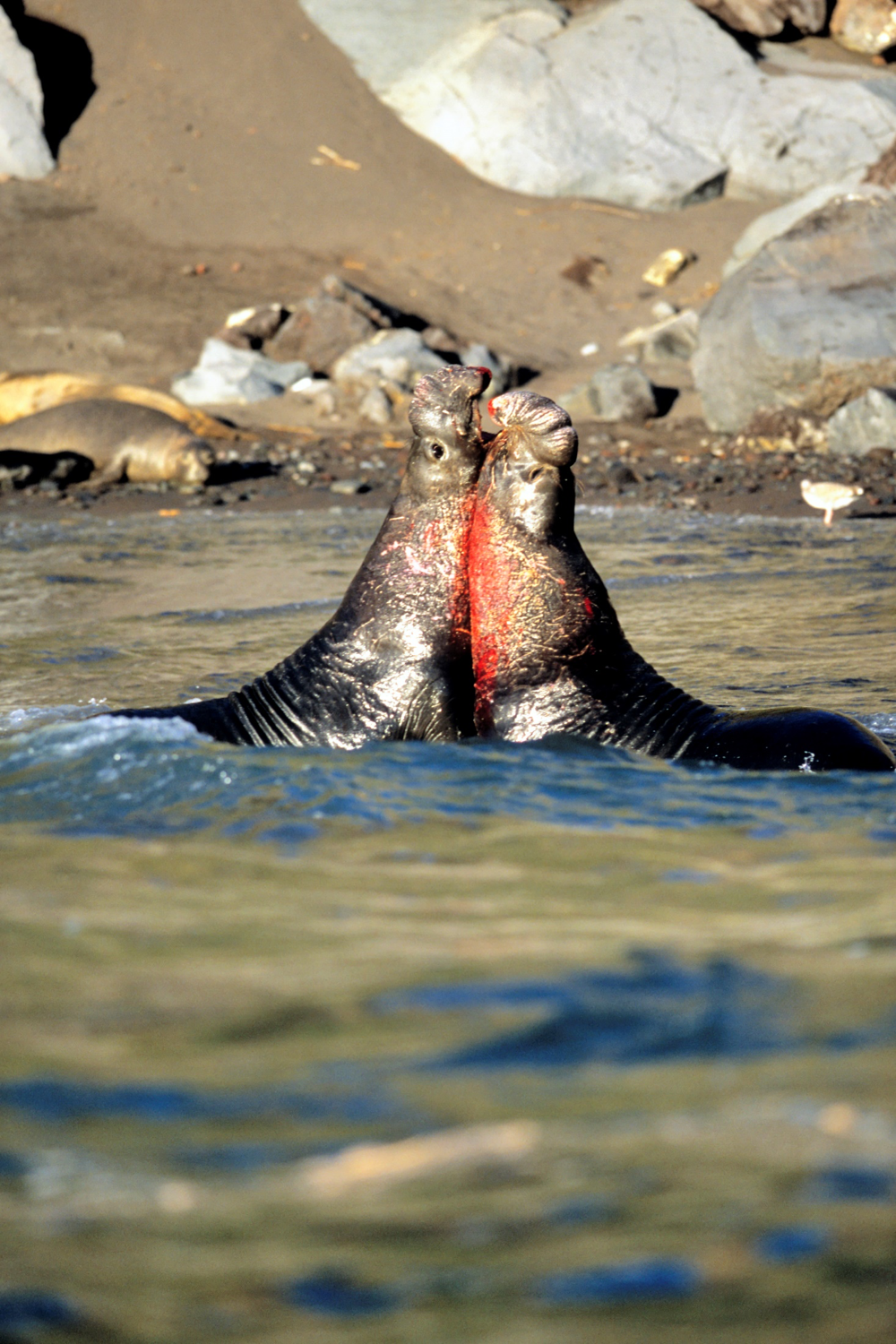 Males Elephant Seals in combat