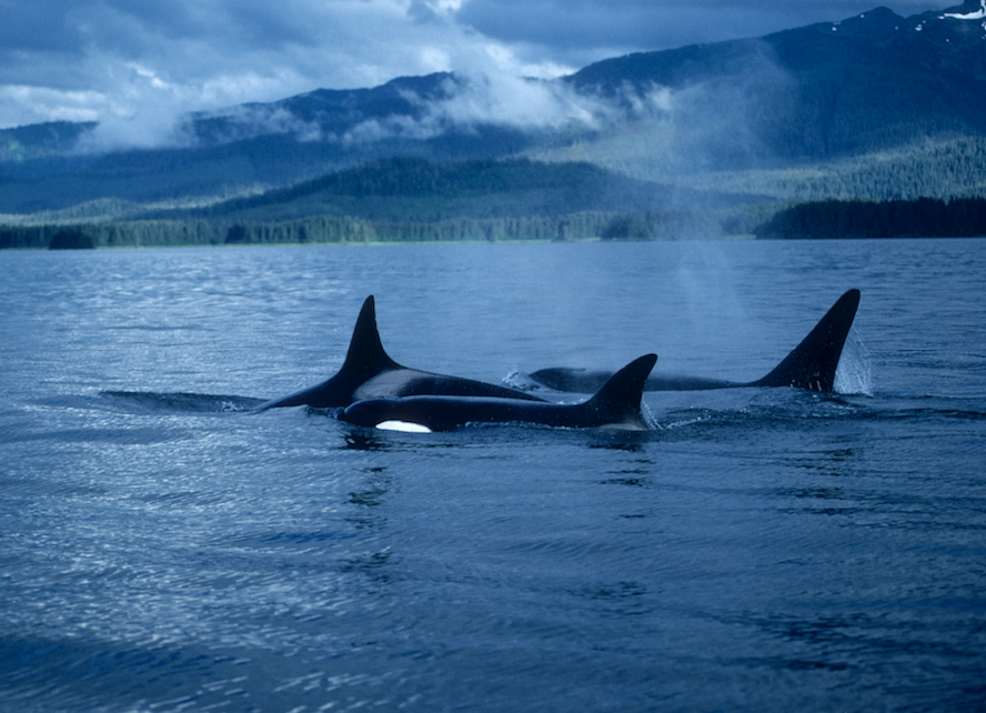 killer whales .png