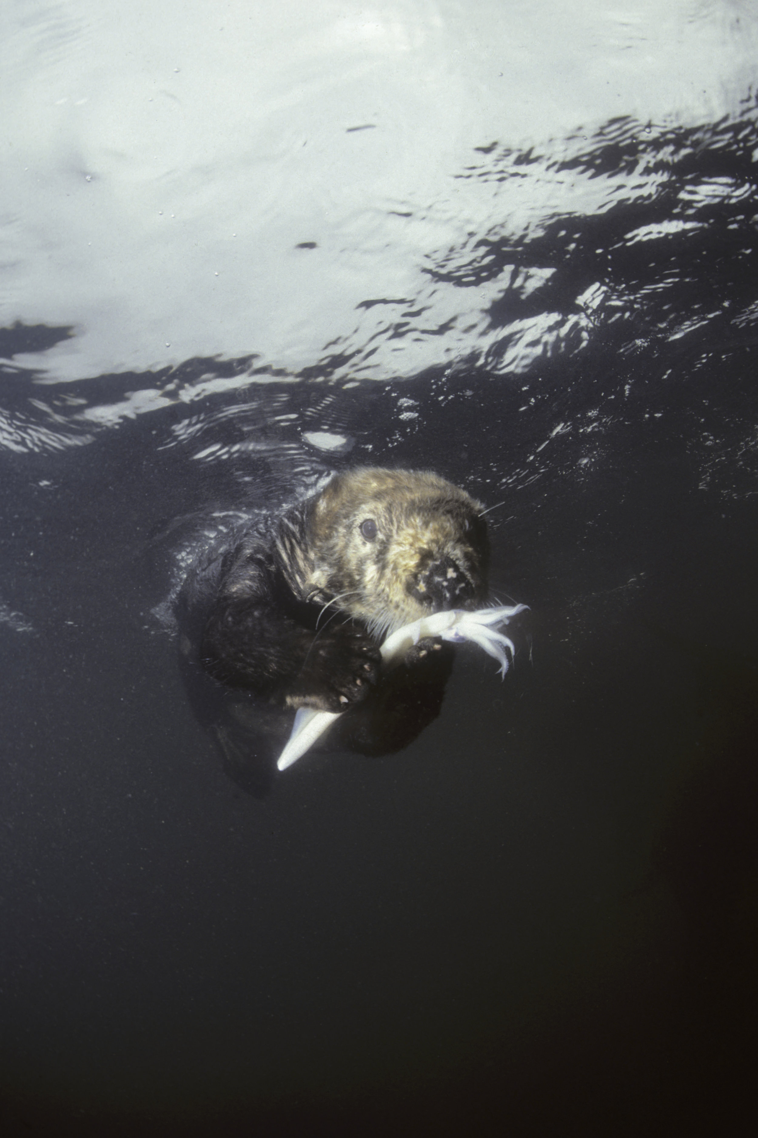 SEA OTTER EATING UW 1.jpg