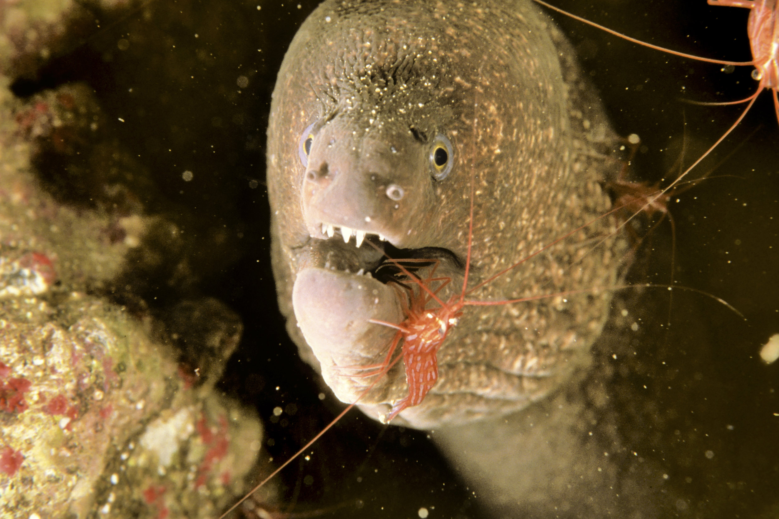 MORAY EEL & CLEANER SHRIMP5.jpg