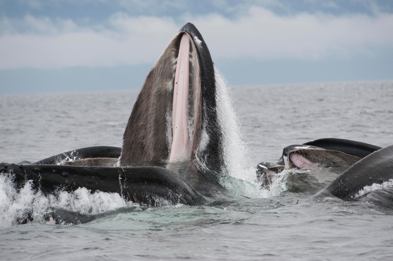 Humpback whale bubble-netting.png