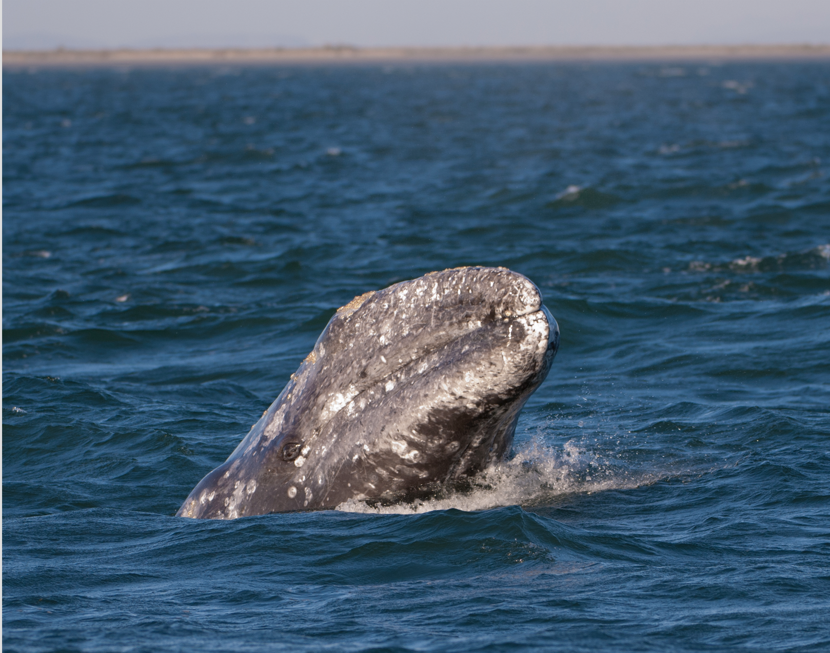Gray Whale.png