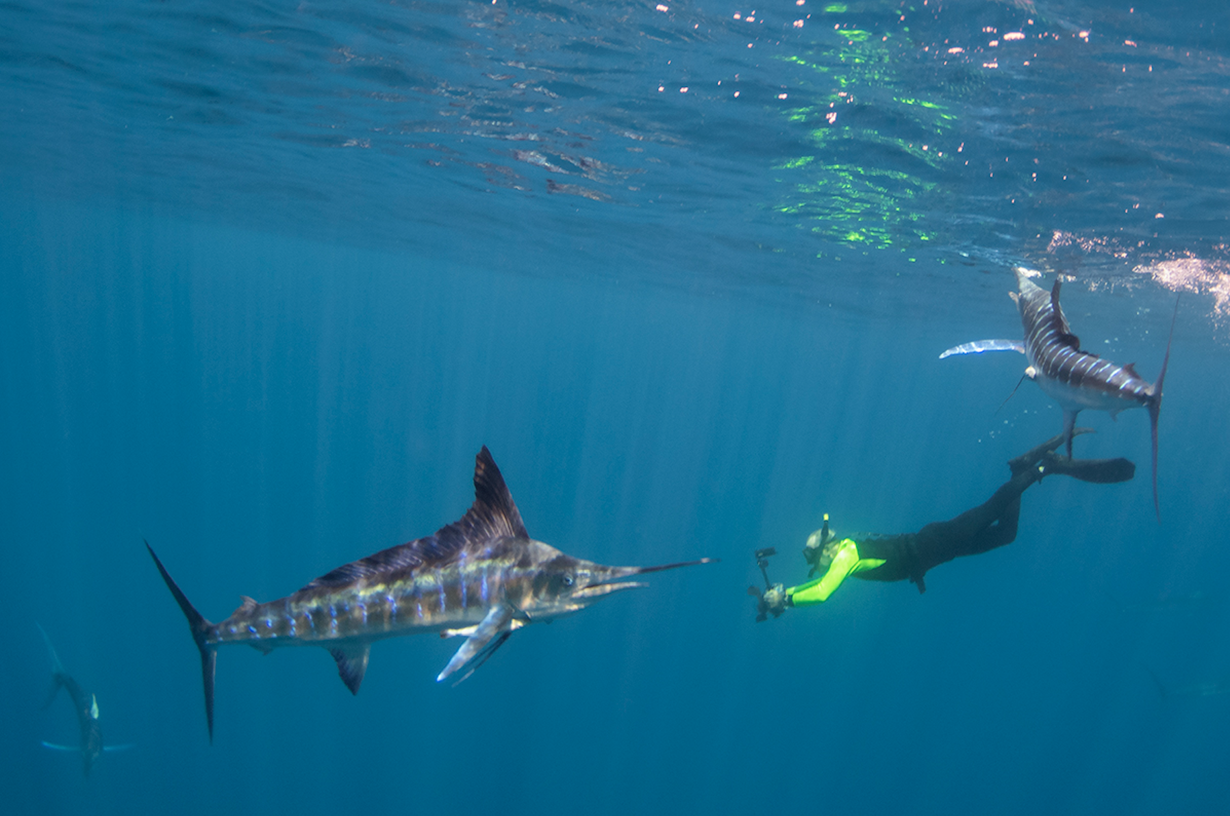 marlin.png