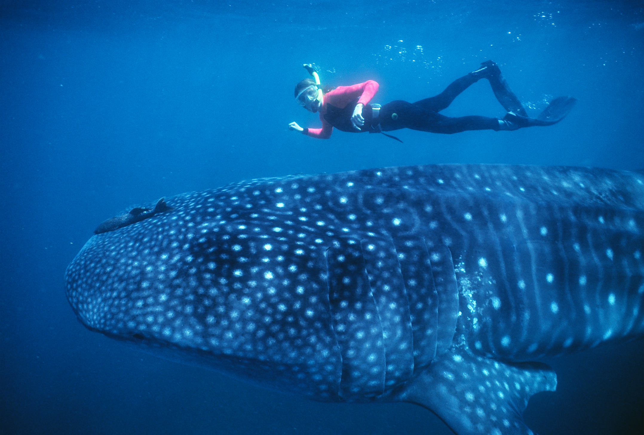 cici whale shark .png