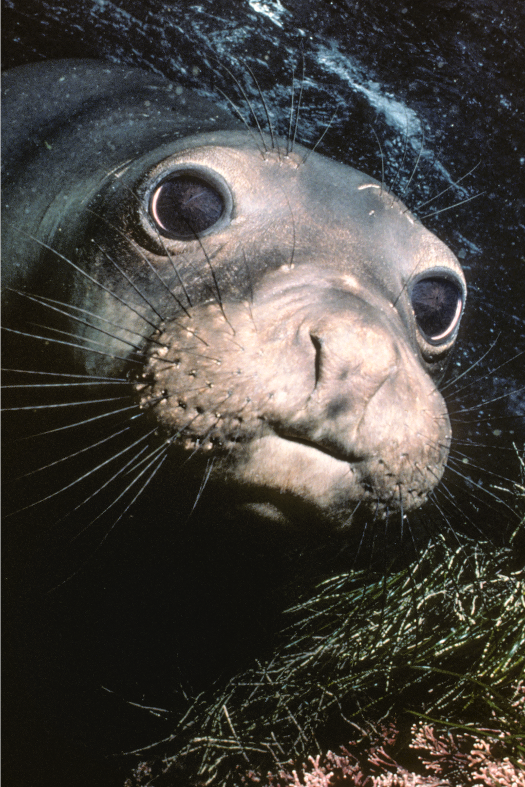 seal.png