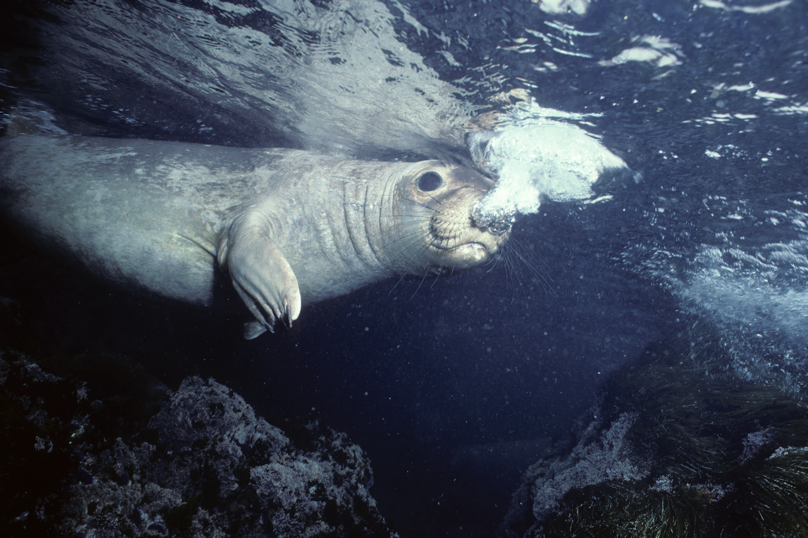 Elephant Seal .png